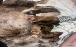 Miniature Dachshund dogs for sale: Waitlist Open! KC Miniature Long Haired Dachshunds - Image 1