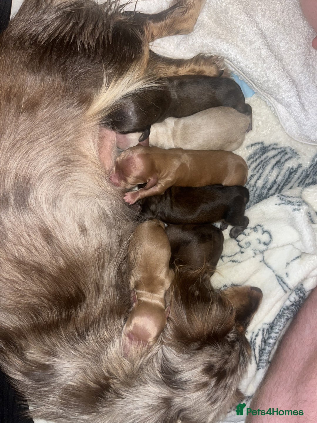 Miniature Dachshund dogs for sale: Waitlist Open! KC Miniature Long Haired Dachshunds - Image 1
