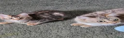 Bengal cats for sale: FULL CASHMERE FEMALE  - Advert 8