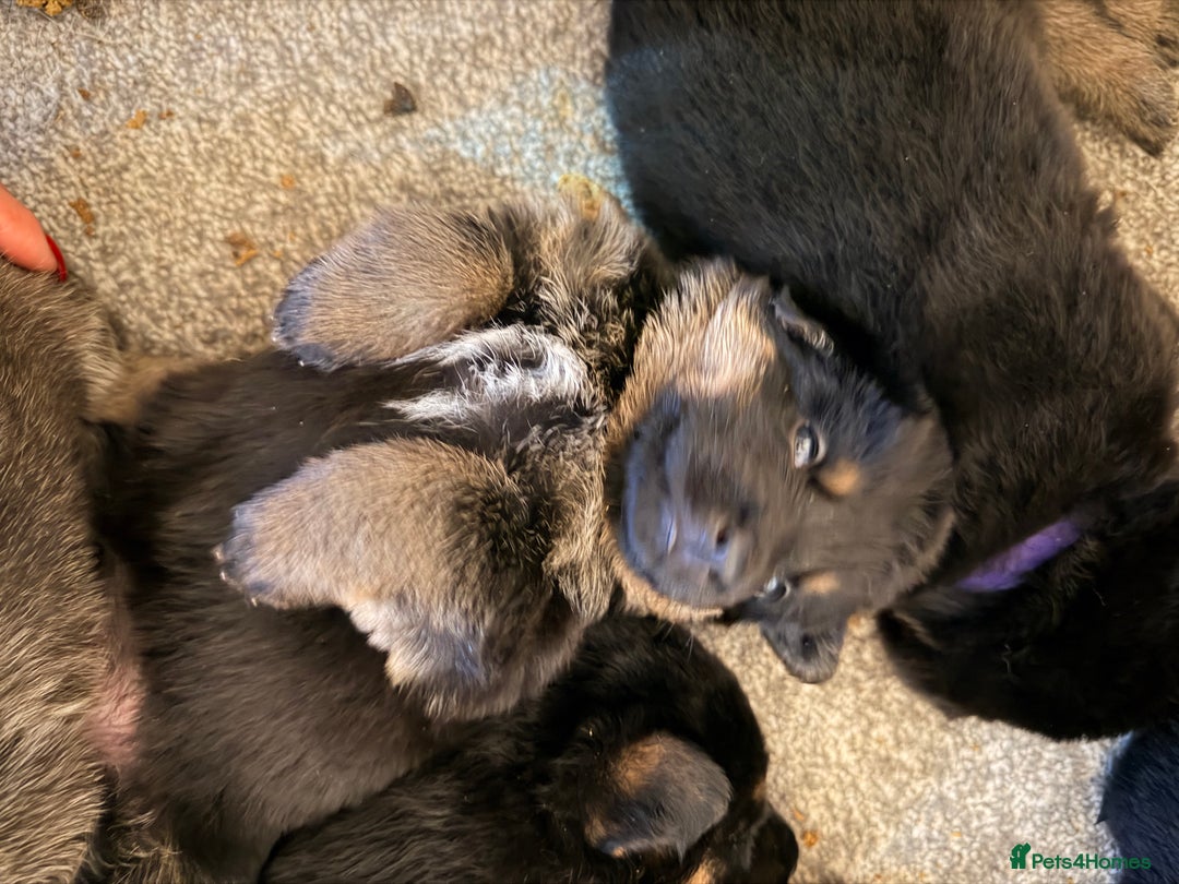 German Shepherd dogs for sale: 4x German shepard  pups females available  - Advert 7