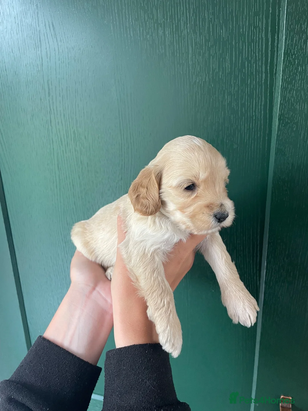 Cockapoo dogs for sale: Cockapoo puppies - Advert 2
