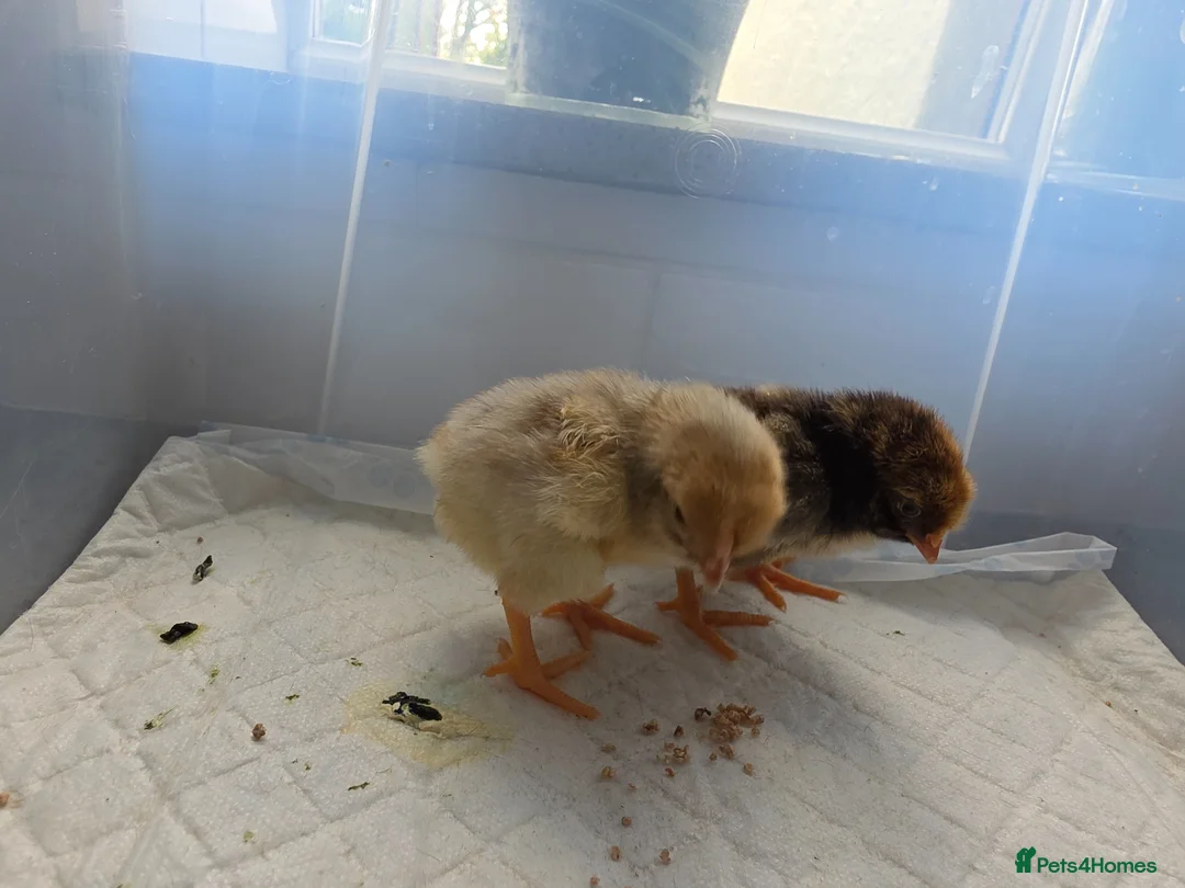 Chickens poultry for sale: 2 x LF laced wyandotte chicks - Advert 2