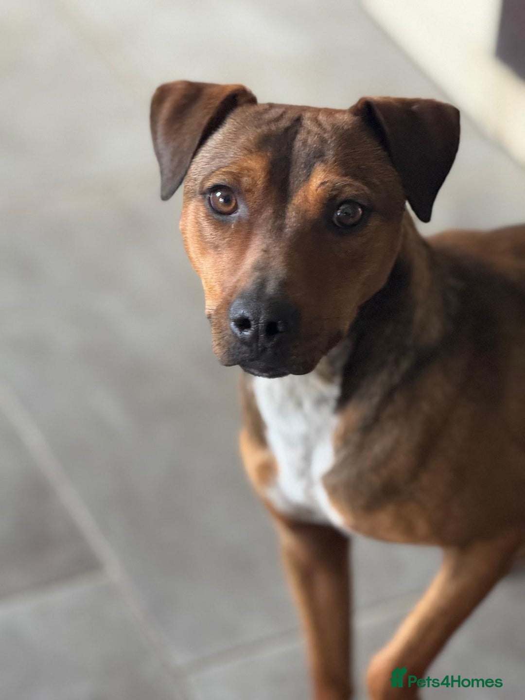 Mixed Breed dogs for adoption: Sweet Gomez looking for Love  - Image 5