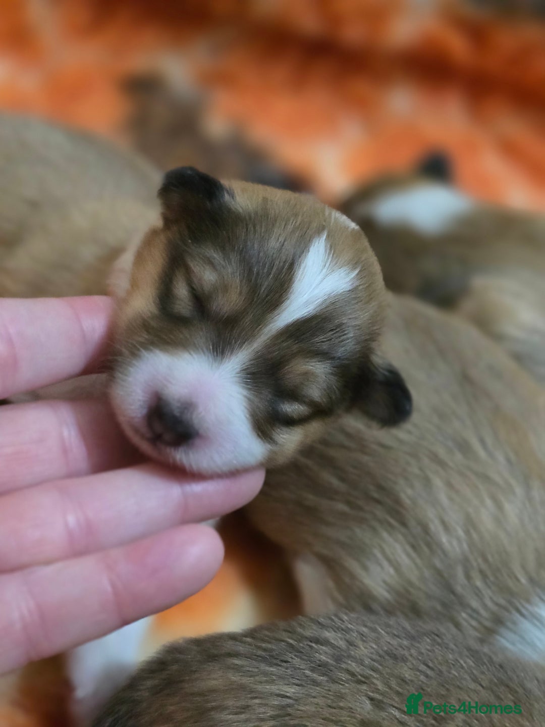 Shetland Sheepdog dogs for sale: Shetland sheepdog girl pups - Advert 8