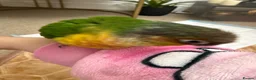 Conures birds for sale: 9 weeks old hand reared and super tamed baby  - Advert 4