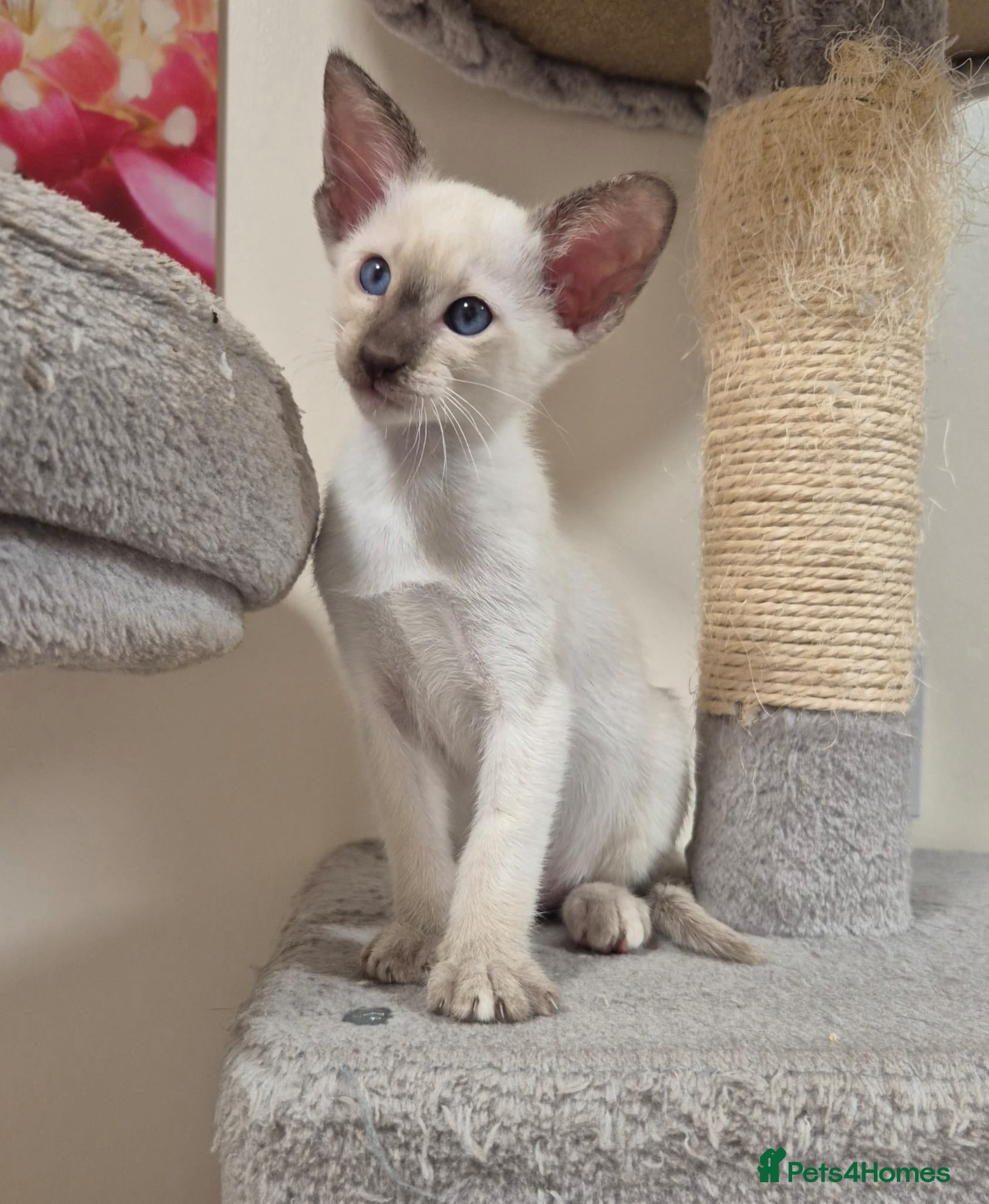 Oriental cats Oriental and Siamese kittens. - Advert 1