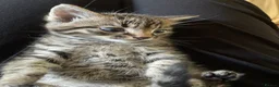 Mixed Breed cats for sale: 3 tabby mixed breed kittens  - Advert 7