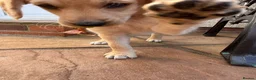 Mixed Breed dogs for sale: ONLY 2 LEFT Double Doodle Puppies (Cockadoodles) - Advert 10