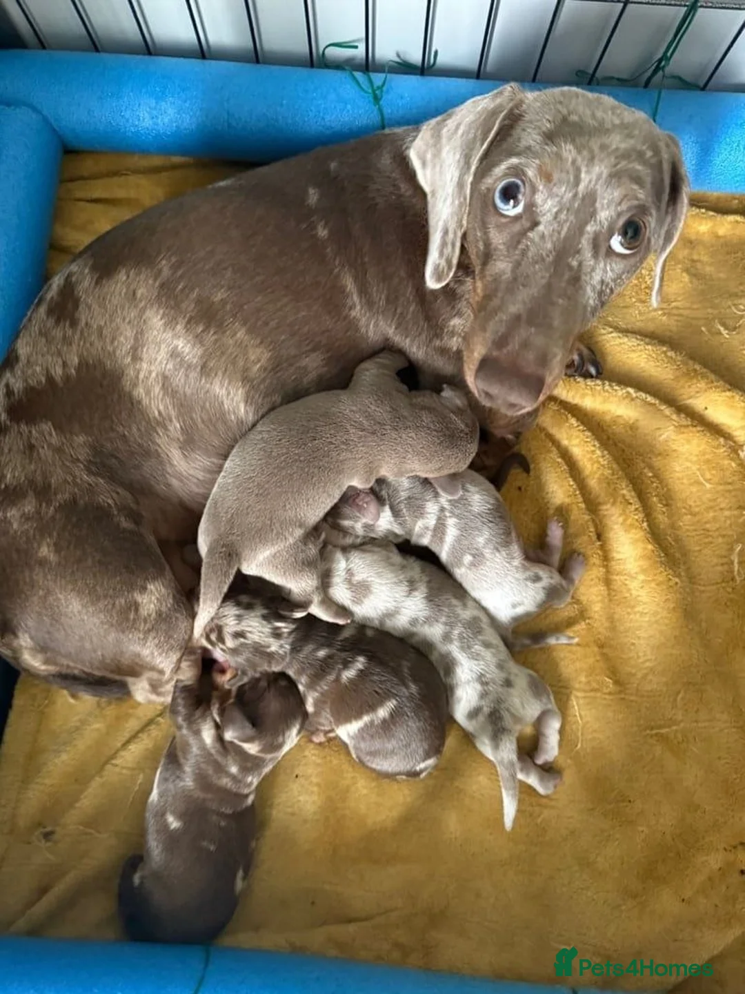 Miniature Dachshund dogs for sale: miniature dachshund puppies - Advert 2