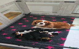 Cavalier King Charles Spaniel dogs for sale: Gorgeous  Cavalier King Charles  Puppies forsale . - Image 3
