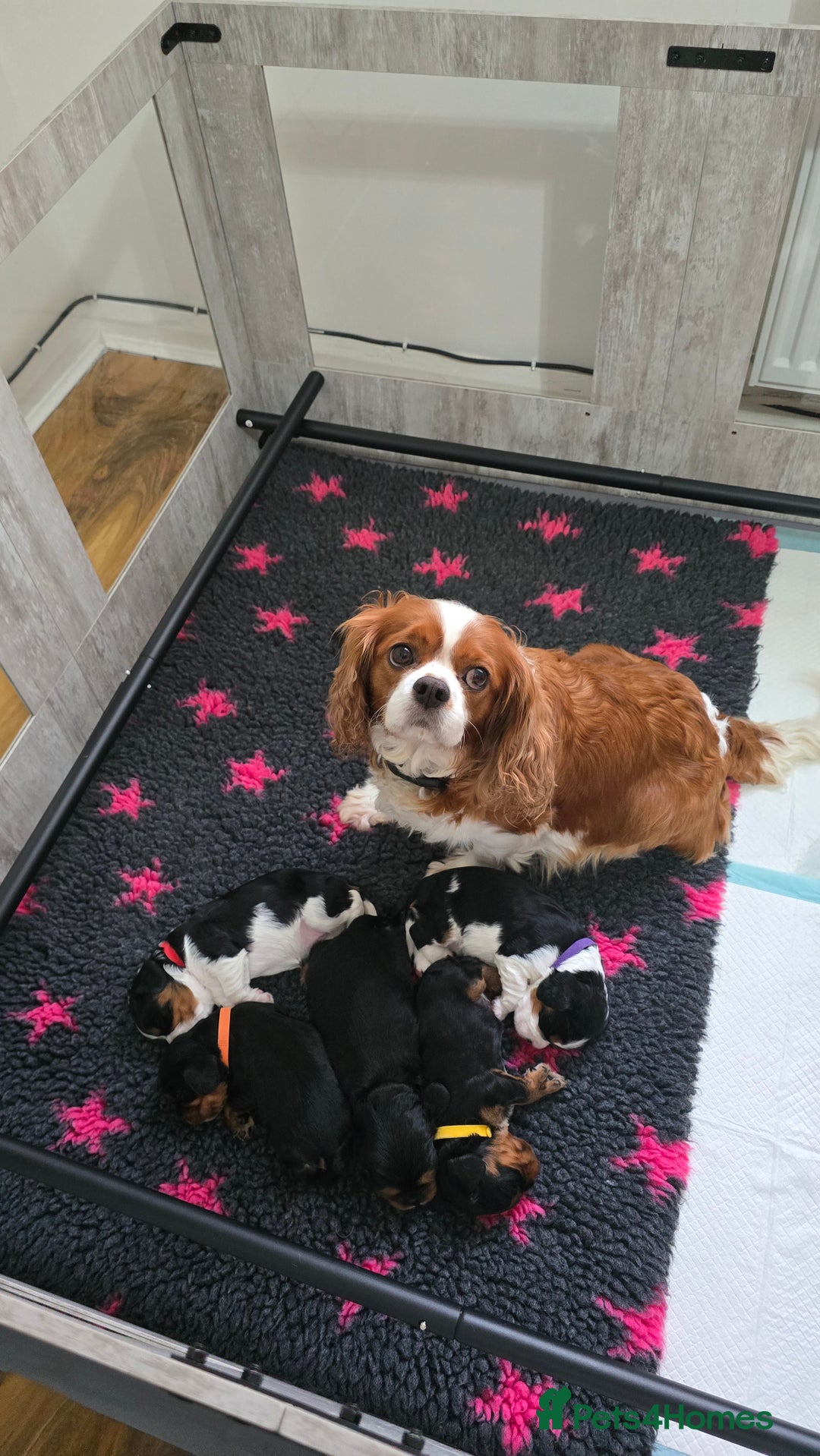 Cavalier King Charles Spaniel dogs for sale: Gorgeous  Cavalier King Charles  Puppies forsale . - Image 3