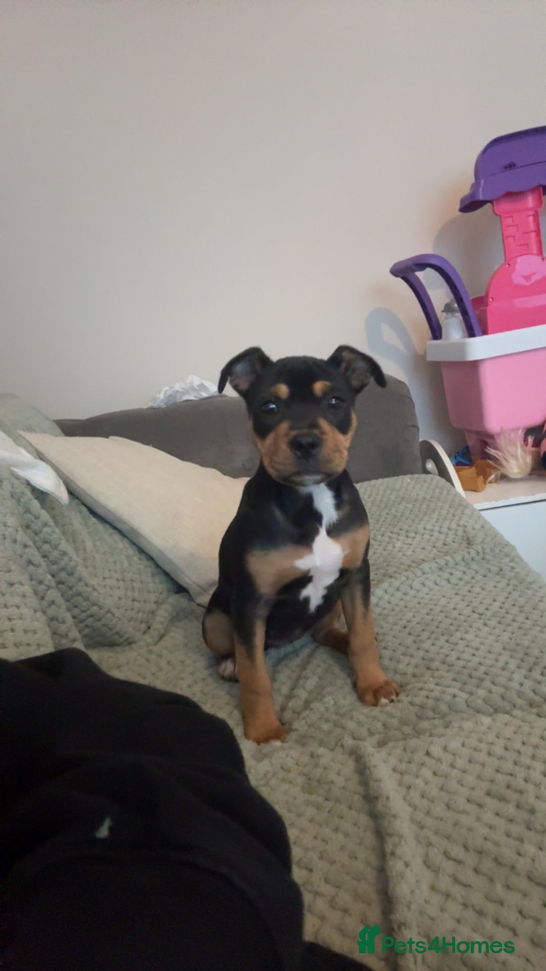 Staffordshire Bull Terrier dogs for sale: Staffy puppy - Image 4