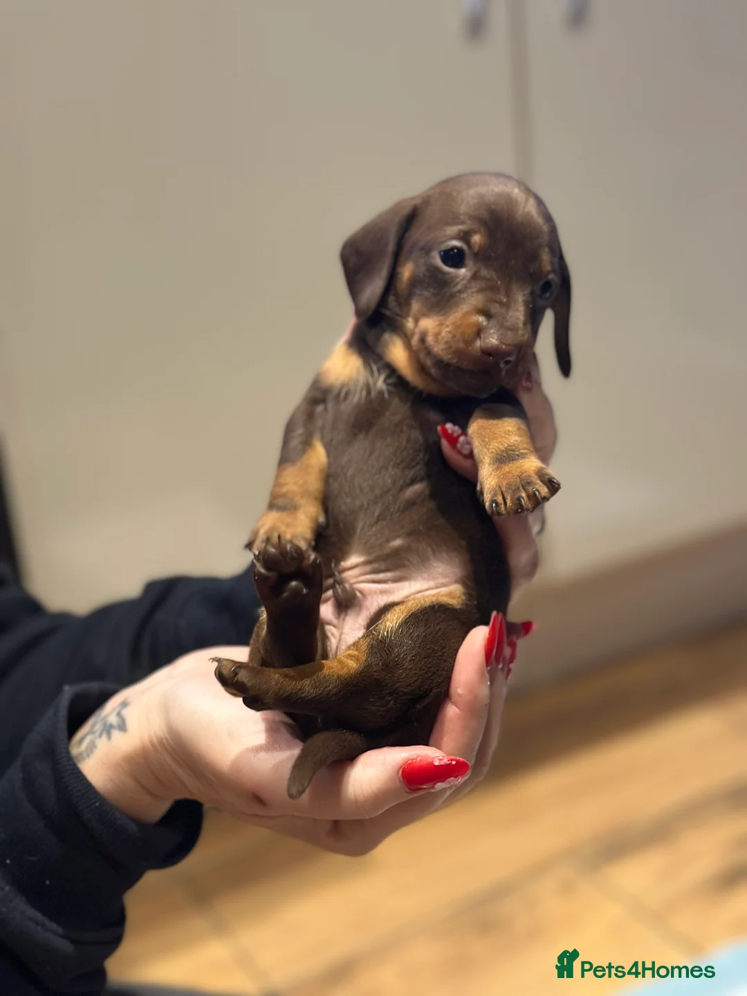 Dachshund dogs for sale: Genuine tiny Kaninchen Dachshund Puppies  - Advert 12