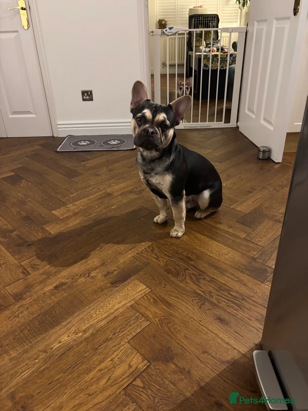 Mixed Breed dogs for sale: Cute and friendly dog looking for a new home. in Woking - Advert 5