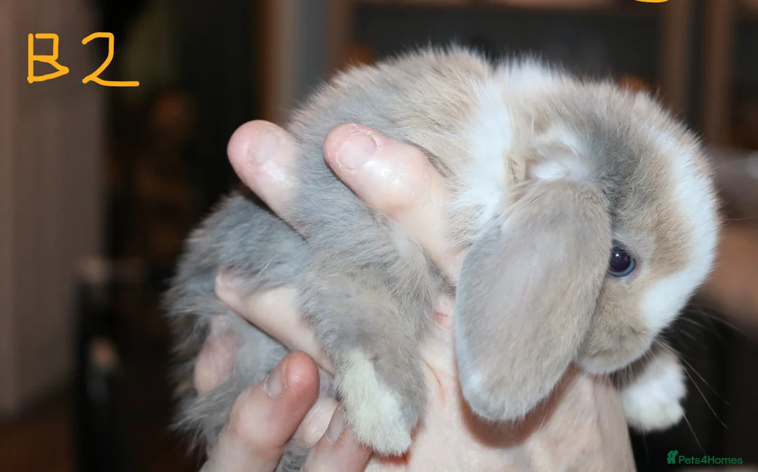 Mini Lop rabbits for sale: 5 Mini Lop x Mini Plush babies  - Advert 7