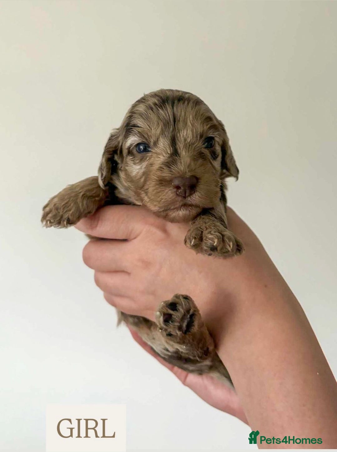 Cockapoo dogs for sale: F1 Cockapoo puppies - Image 3