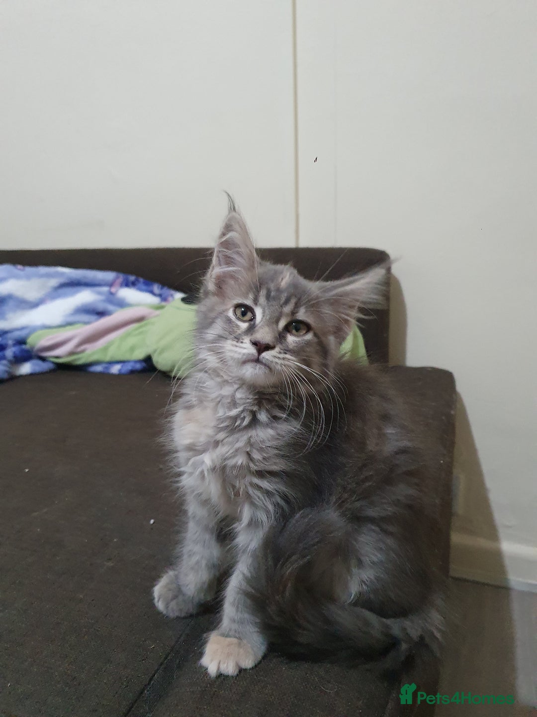 Maine Coon cats for sale: Maine Coon Kittens - Advert 6