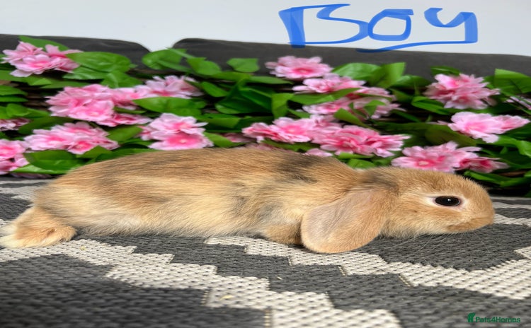 Mini Lop rabbits - Advert 12