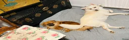Pomsky dogs for sale: Pomsky Miniature Husky looking for a new home  - Advert 5