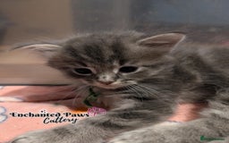 Ragcoon cats for sale: Stunning Ragcoon kittens! - Image 14