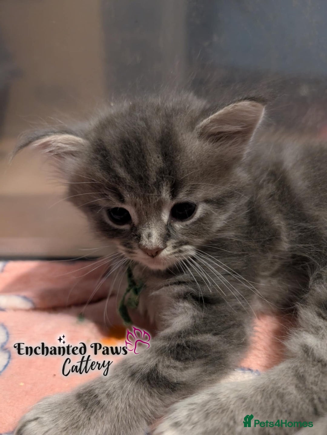 Ragcoon cats for sale: Stunning Ragcoon kittens! - Image 14