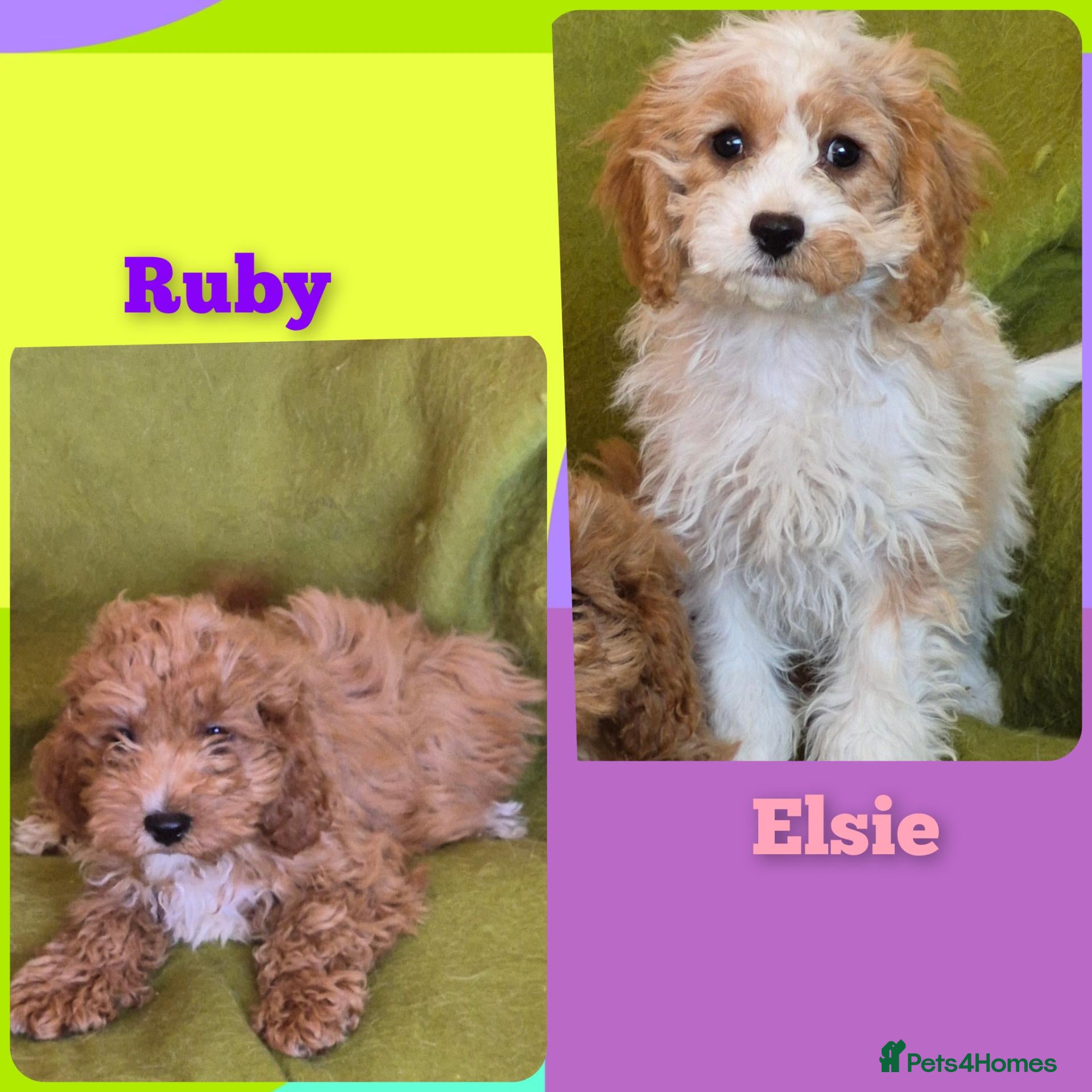 Cavapoo dogs Beautiful Cavapoo Puppies  - Advert 1