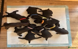 Patterdale Terrier dogs for sale: Patterdale puppies  - Image 8