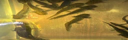 Axolotl reptiles for sale: Copper Axolotl babies For Sale - Advert 1