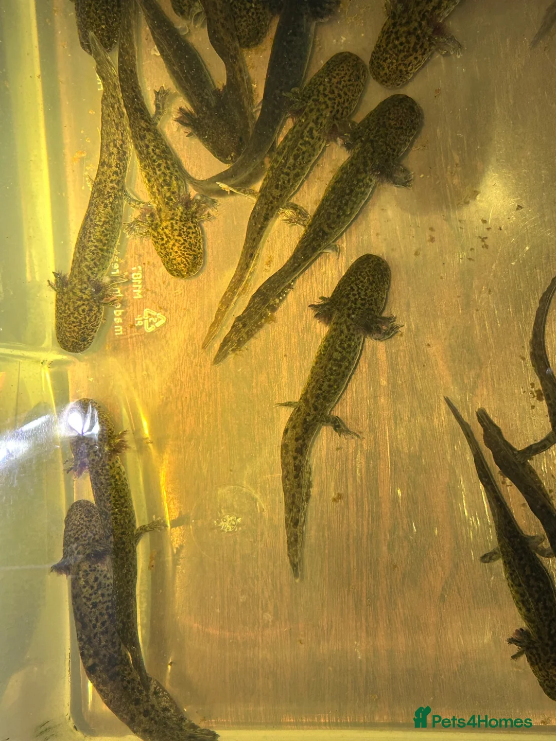 Axolotl reptiles for sale: Copper Axolotl babies For Sale - Advert 1