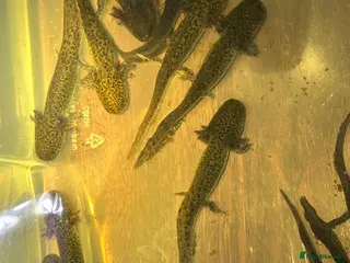 Axolotl reptiles Copper Axolotl babies For Sale - Advert 1