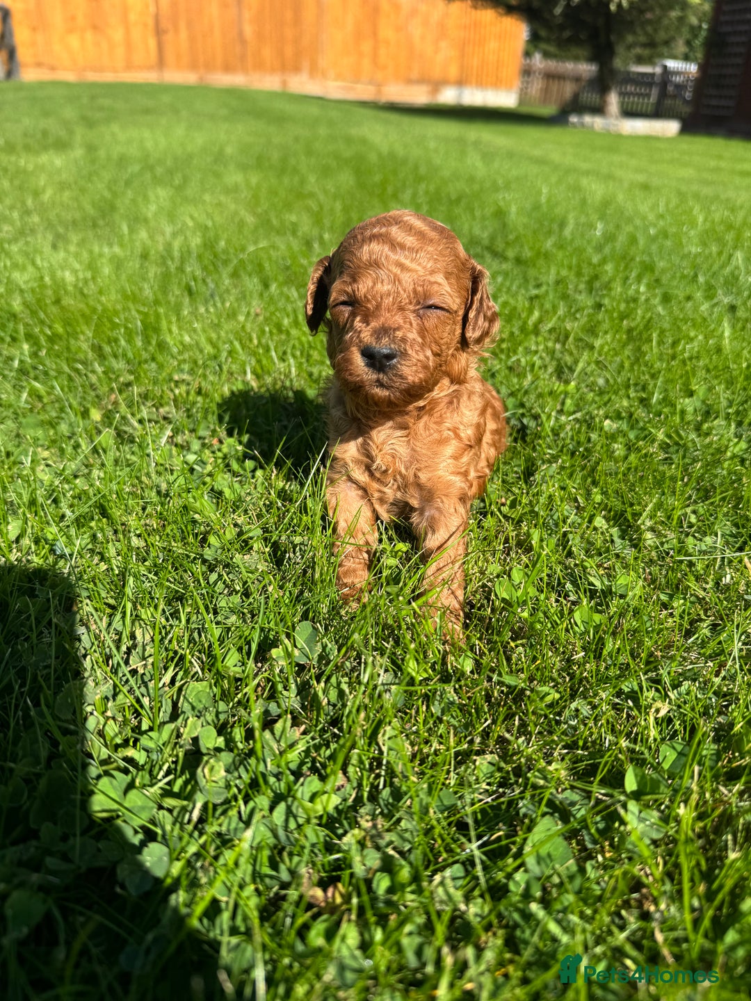 Miniature Poodle dogs for sale: KC registered Miniature Red poodles for Sale - Image 20