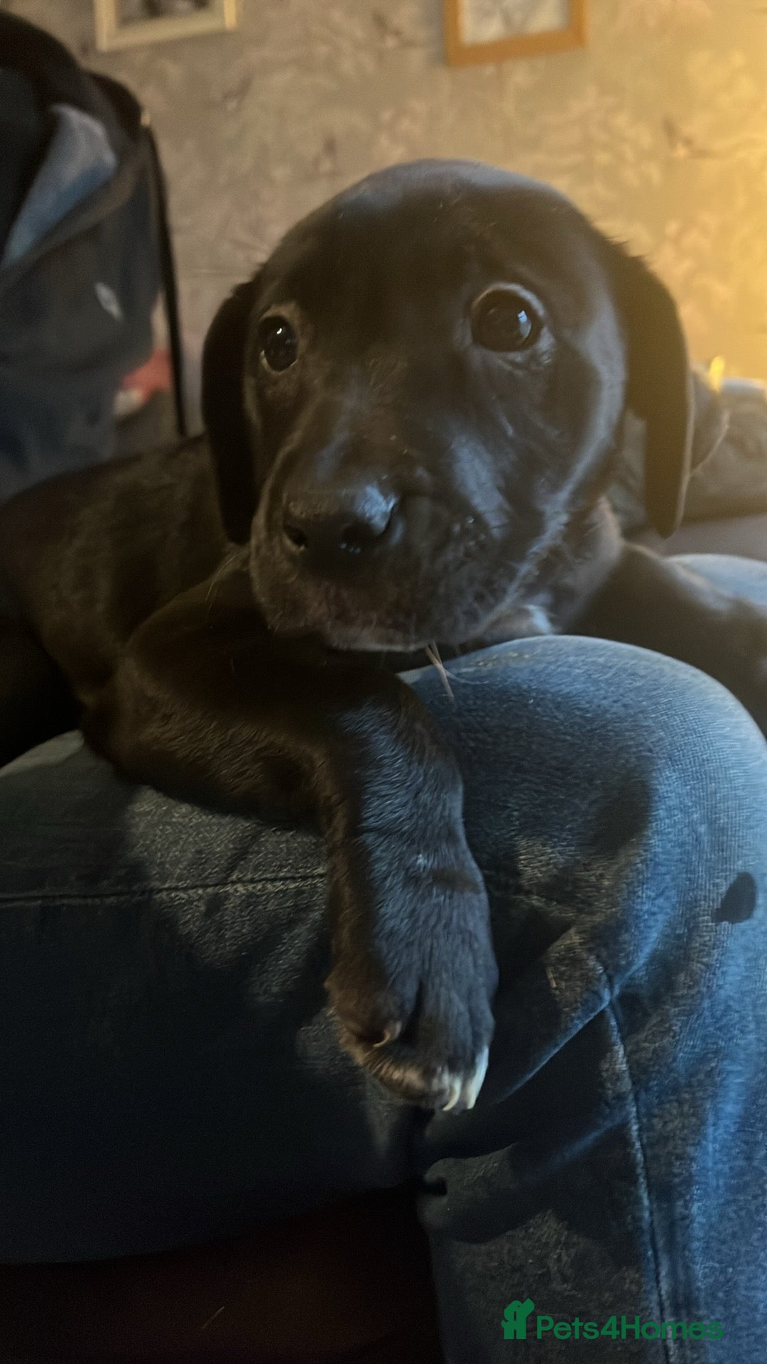 Mixed Breed dogs Bullador mixed puppies - Advert 2