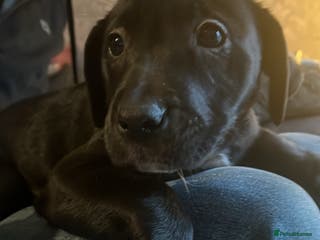 Mixed Breed dogs Bullador mixed puppies - Advert 7