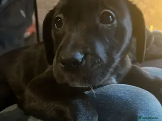 Mixed Breed dogs Bullador mixed puppies - Advert 12