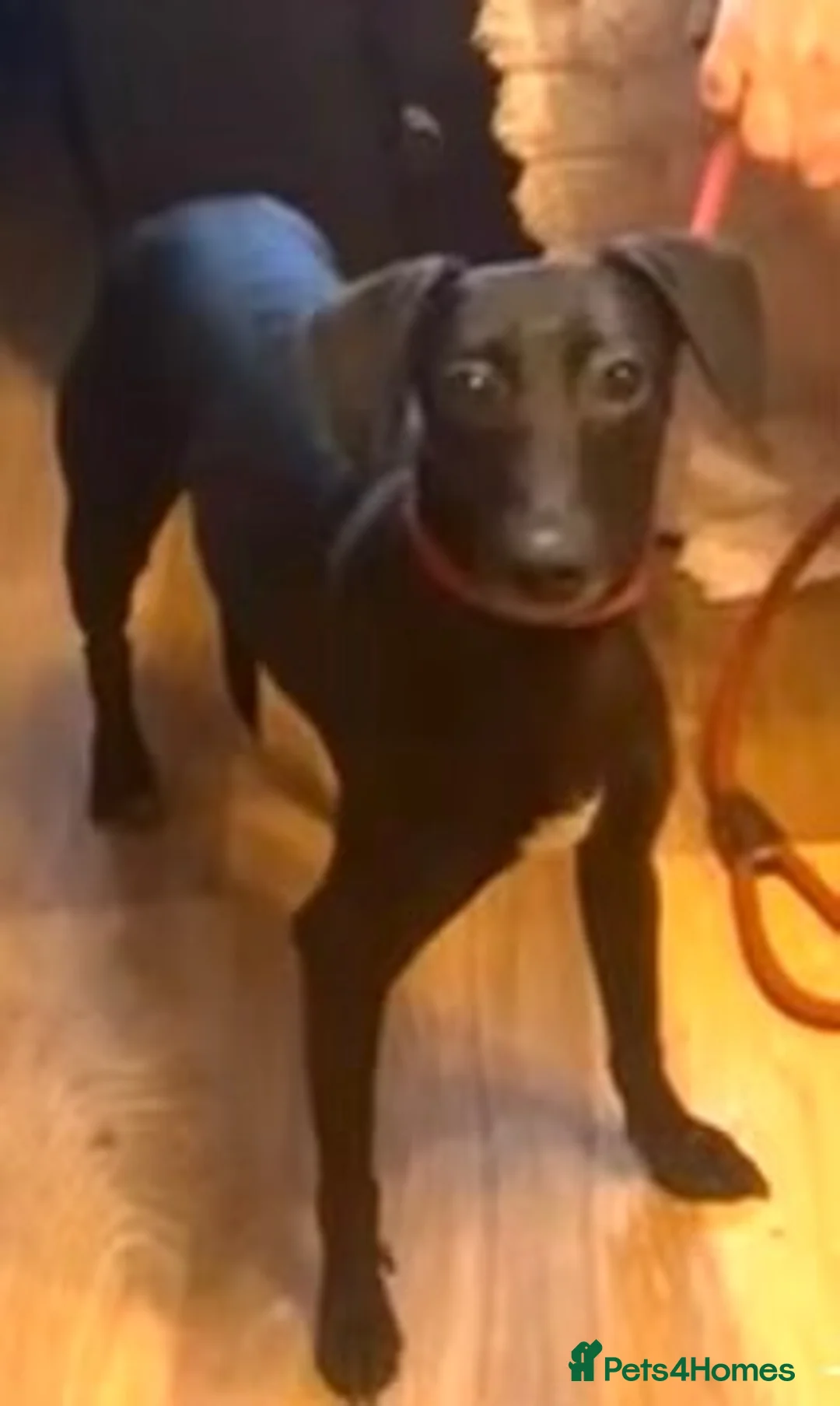 Mixed Breed dogs for sale: Beddy whippet second generation in Poulton-le-Fylde - Advert 1