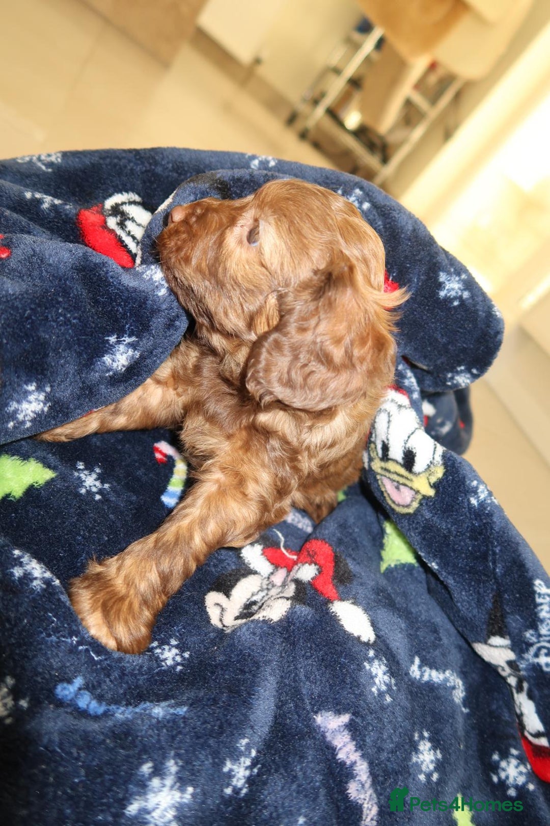 Cockapoo dogs for sale: Beautiful f1b Cockapoo puppy's   - Advert 9
