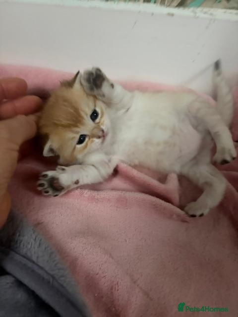British Shorthair cats Exceptional Golden BSH Cross Kittens - Advert 2