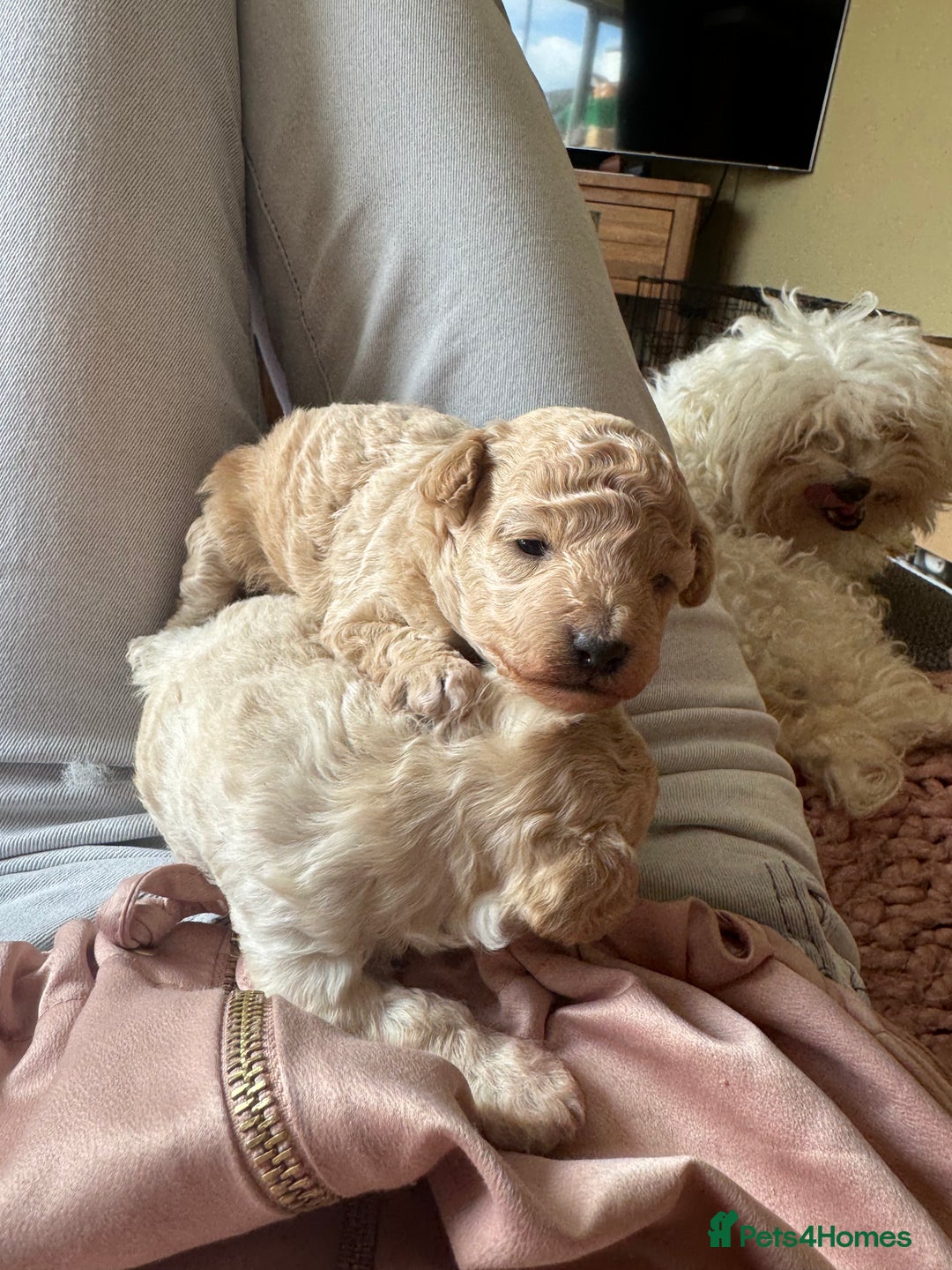 Maltipoo dogs for sale: Premium health tested toy teddybear maltipoo’s - Image 4