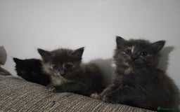 Nebelung cats for sale: Kittens  - Image 12