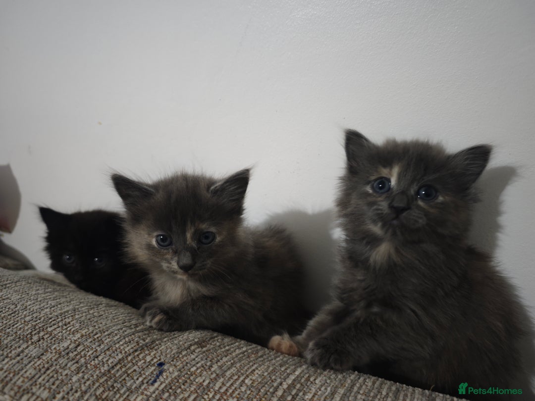 Nebelung cats for sale: Kittens  - Image 12