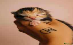 Mixed Breed cats for sale: Mixed kittens Bsh x Persian  - Image 2