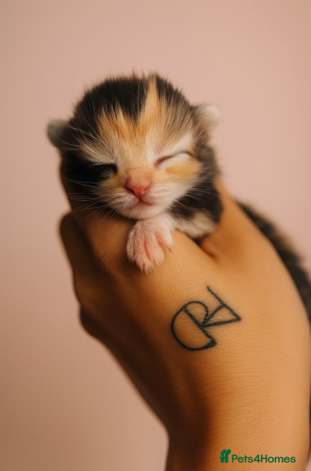 Mixed Breed cats for sale: Mixed kittens Bsh x Persian  - Image 2