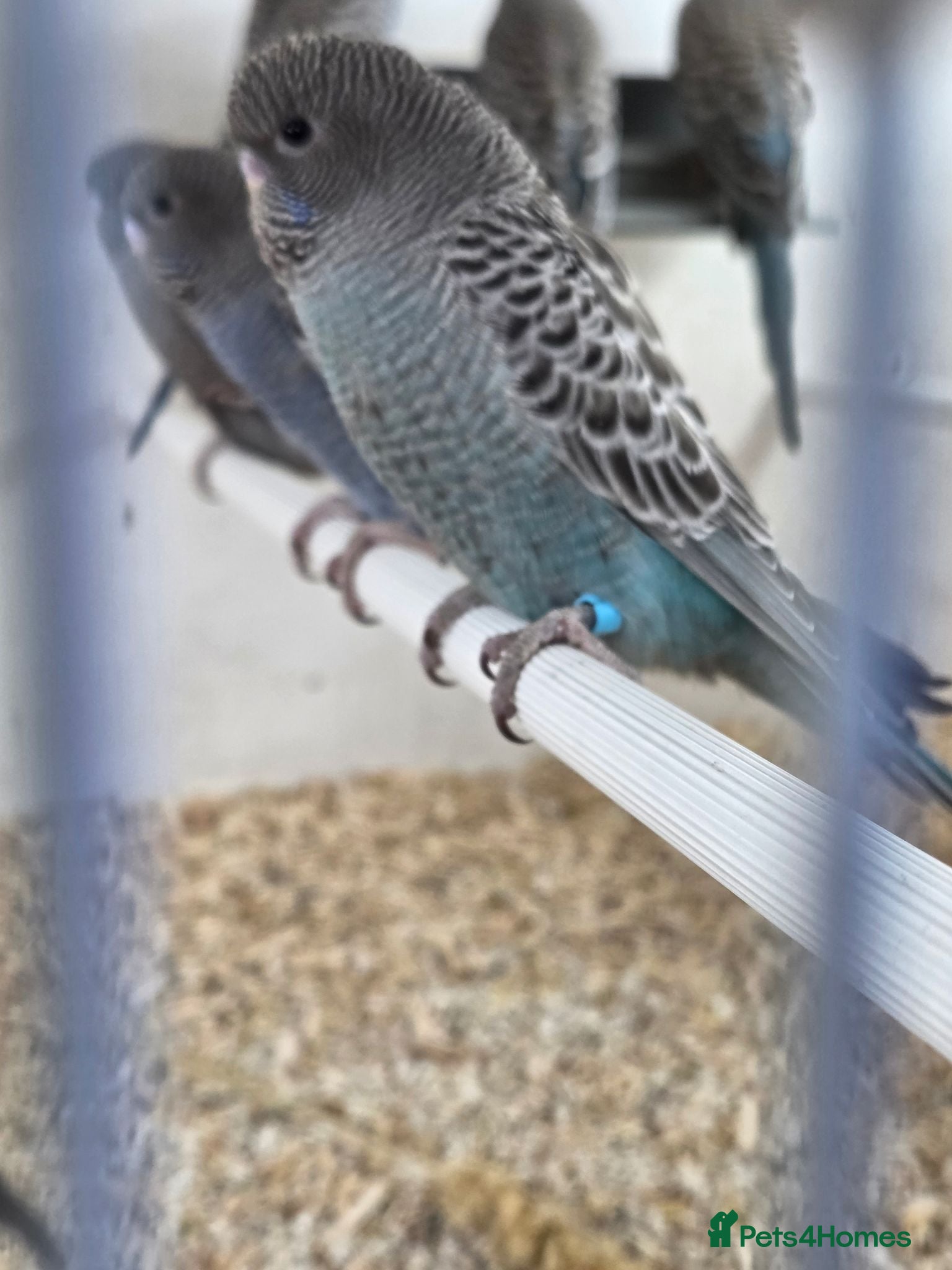 Budgerigars birds Black face budgies  - Advert 2