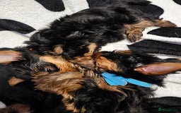 Yorkshire Terrier dogs for sale: 2 Boys and 2 Grils - Image 7