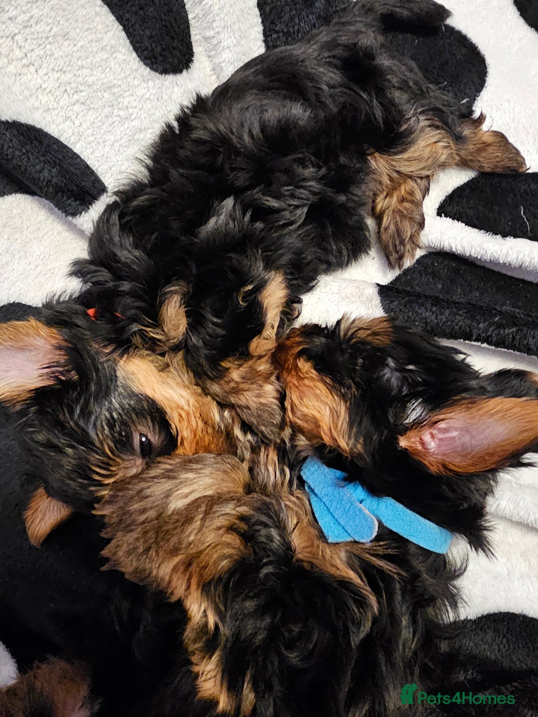 Yorkshire Terrier dogs for sale: 2 Boys and 2 Grils - Image 7