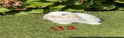 Mini Lop rabbits for sale: Pure bred mini lops . - Advert 14
