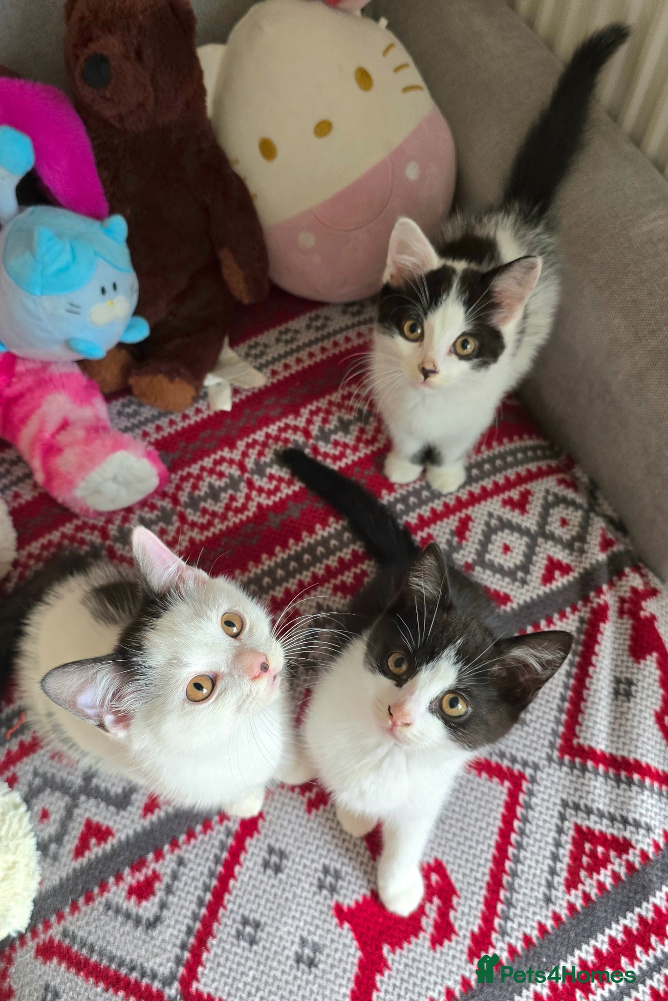 Mixed Breed cats for sale: British shorthair cross Kittens  - Advert 2