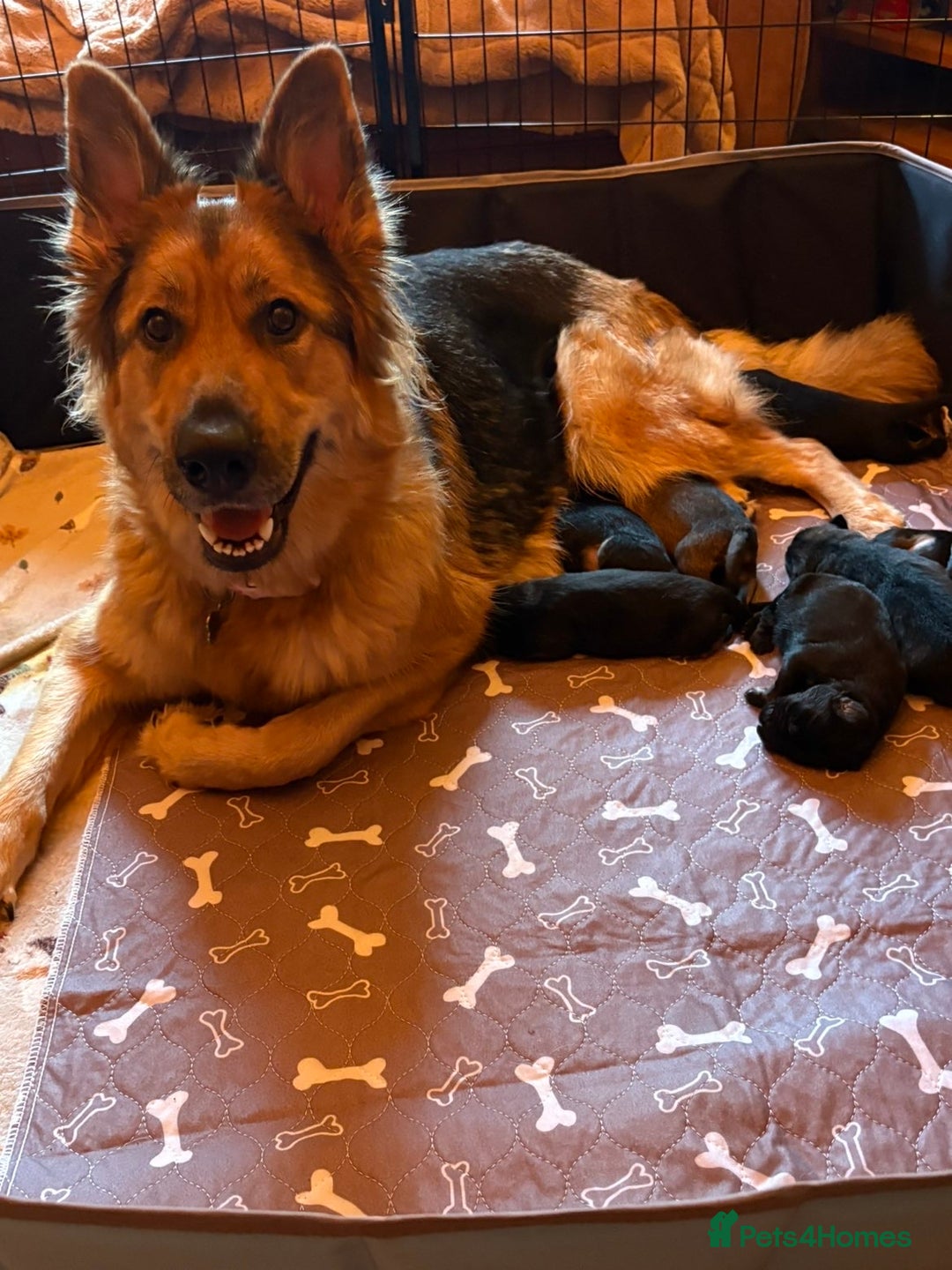 German Shepherd dogs for sale: Pedigree German Shepherd Puppies - Image 3