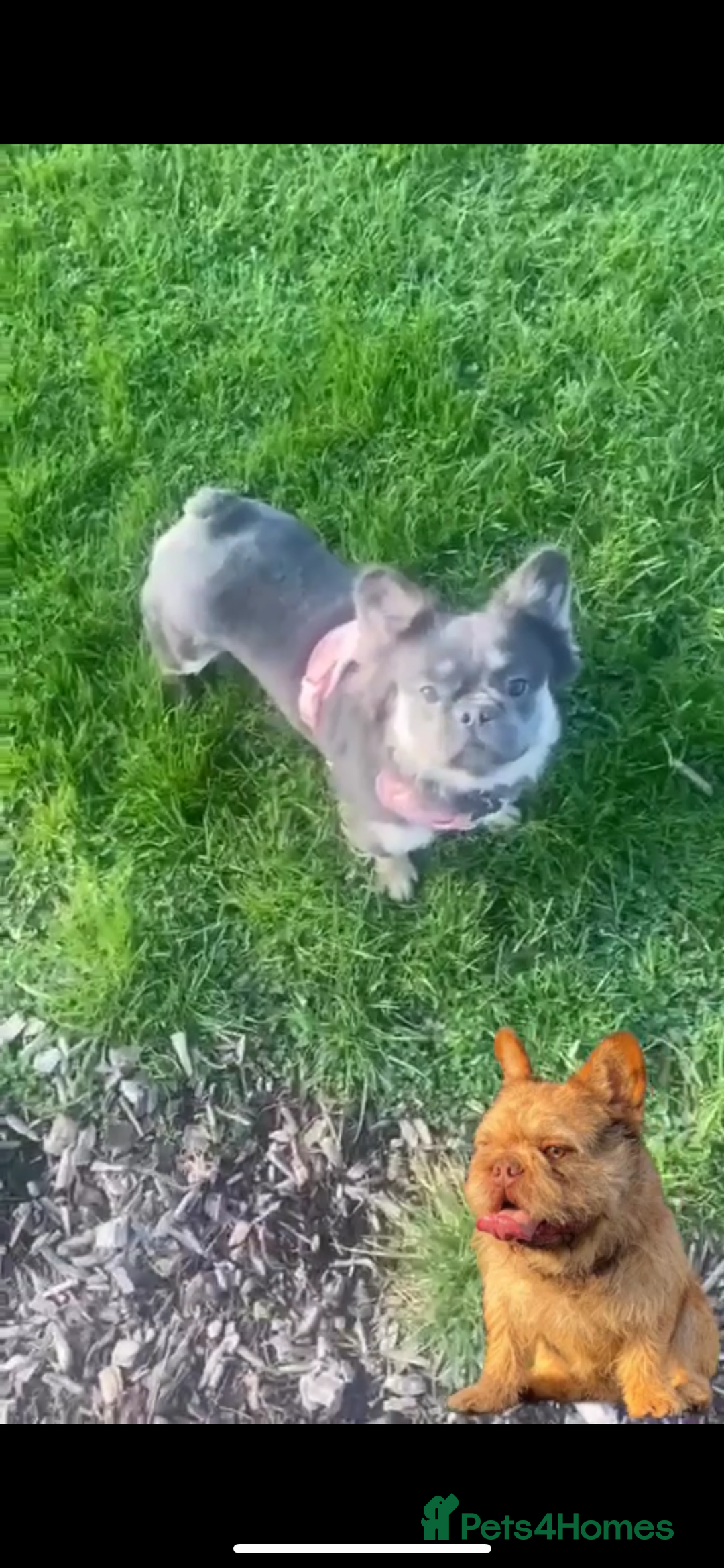 French Bulldog dogs for sale: Rare French bulldogs - Image 10