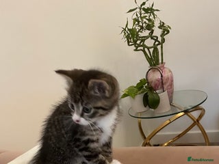 Toybob cats - Advert 2